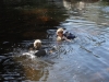 Last swim