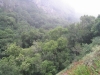 Afro Montane forest