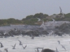 postberg073
